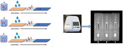 Quantum Dots-Based Immunochromatographic Strip for Rapid and Sensitive Detection of Acetamiprid in Agricultural Products